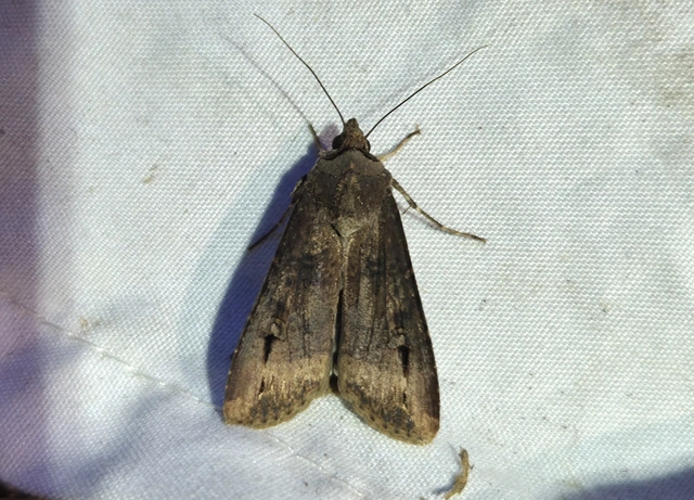 Agrotis ipsilon - nagy földibagoly