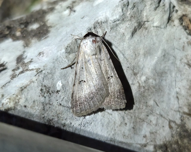 Lygephila craccae - gyakori csüdfűbagoly