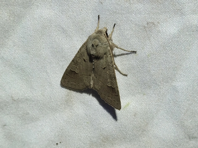 Ammoconia caecimacula - szürke őszibagoly