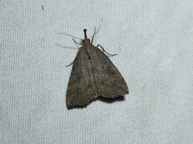 Hypena rostralis - közönséges karcsúbagoly