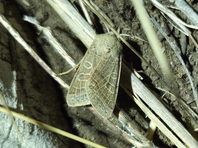 Anchoscelis humilis - olajbarna őszibagoly