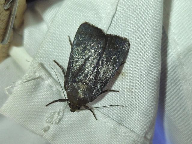Amphipyra livida - zsírfényű bagoly