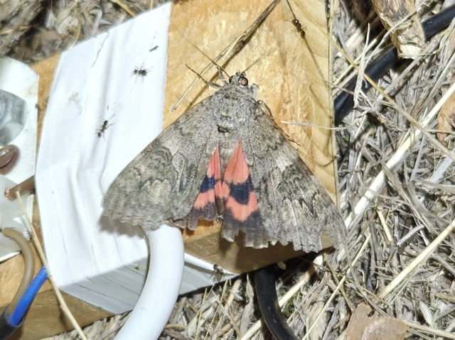 Catocala nupta - piros övesbagoly