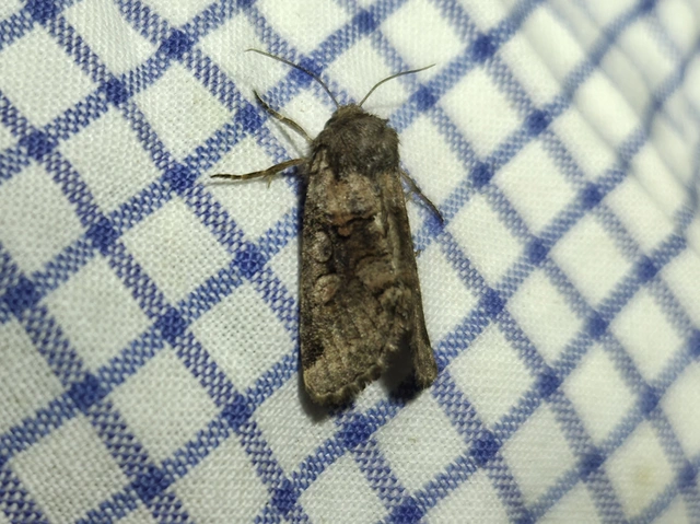 Cleoceris scoriacea - szürke liliombagoly