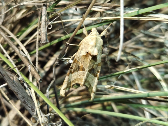 Phlogophora meticulosa - vándorló csipkésbagoly