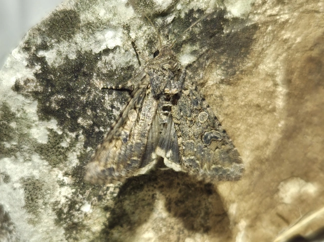 Hadula trifolii - lóherebagoly
