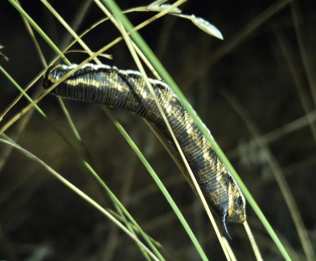 Agrius convolvuli - szulákszender