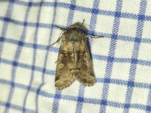 Cleoceris scoriacea - szürke liliombagoly