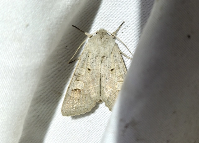 Ammoconia caecimacula - szürke őszibagoly