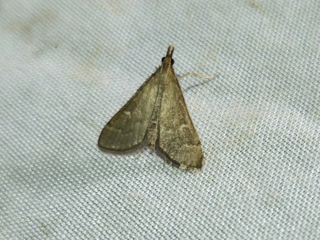 Dolicharthria punctalis - hosszúlábú tűzmoly