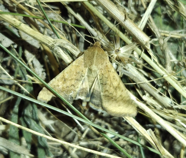 Helicoverpa armigera - kukorica-veteménybagoly Helicoverpa armigera - kukorica-veteménybagoly