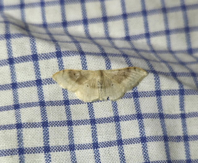 Idaea degeneraria - barnasávos araszoló