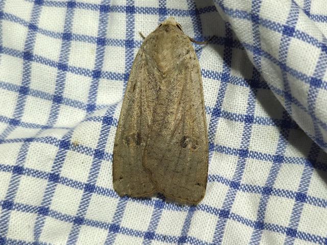 Noctua pronuba - nagy sárgafűbagoly