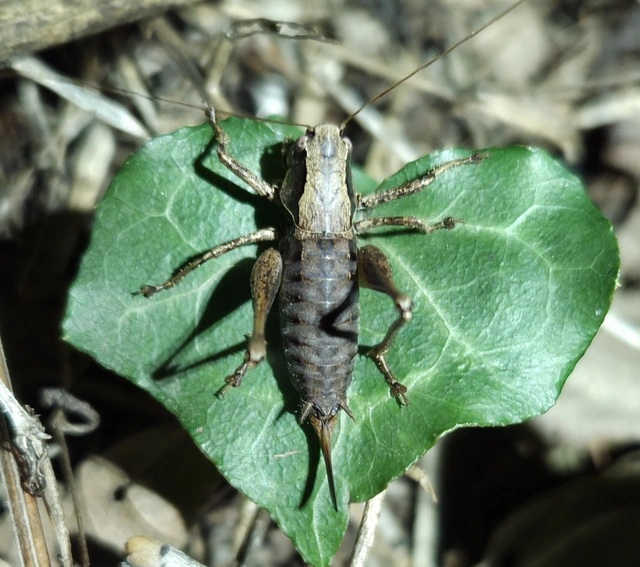 Pholidoptera griseoaptera - szürke avarszöcske