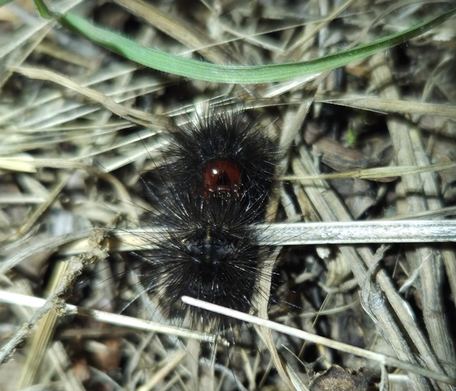 Arctia villica - fekete medvelepke