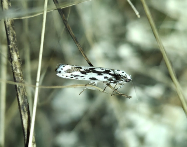 Ethmia candidella - őszi feketemoly