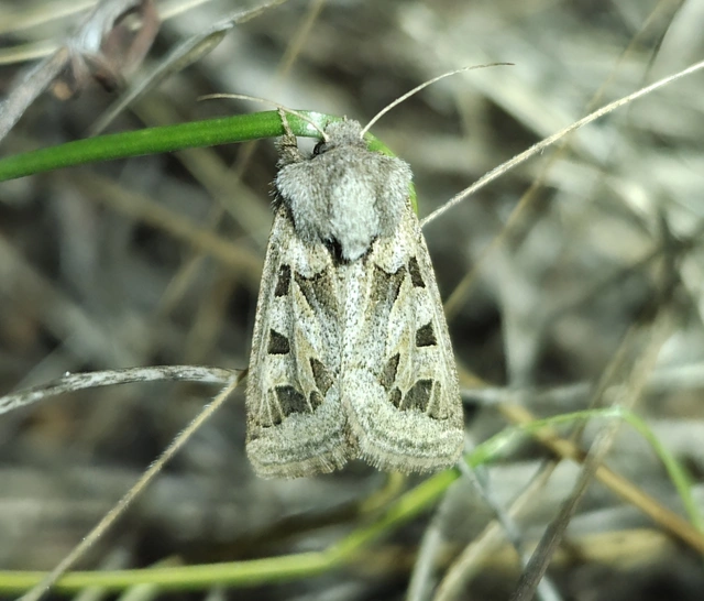 Episema glaucina - fogasjegyű liliombagoly