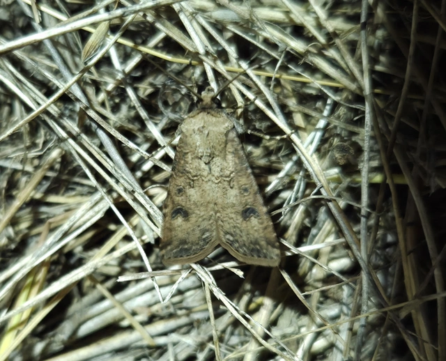 Agrotis segetum - vetési földibagoly