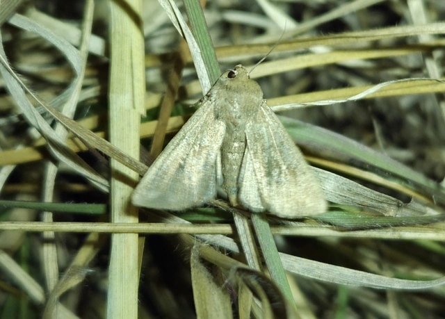 Mythimna albipuncta - fehérpettyes rétibagoly
