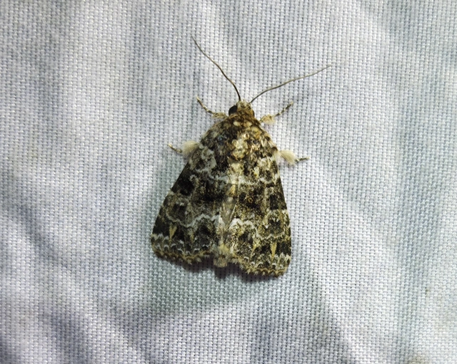 Callopistria latreillei - gyöngypettyes bagoly