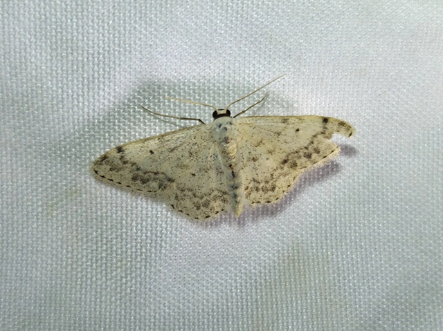 Scopula marginepunctata - pettyes sávosaraszoló