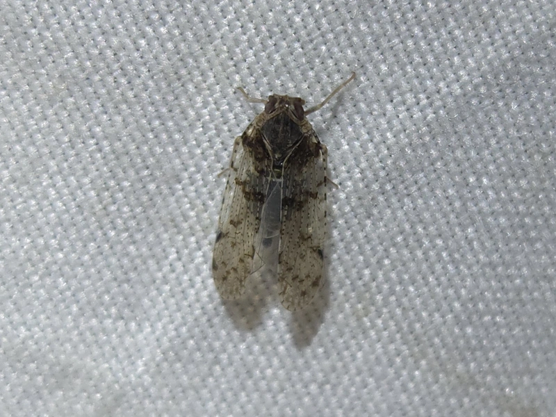 Cixius wagneri