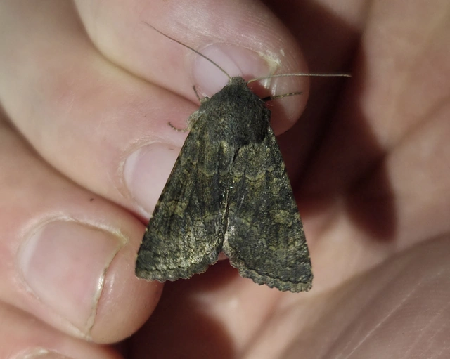 Aporophyla lutulenta - sziki őszibagoly