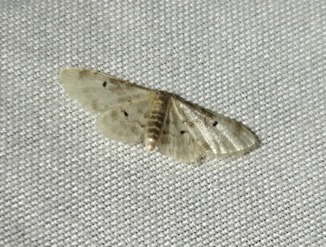 Idaea filicata - sötéttövű apróaraszoló
