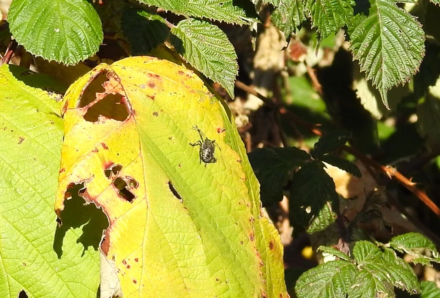 Halyomorpha halys - ázsiai márványospoloska