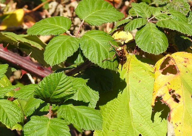 Vespa crabro - lódarázs