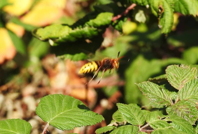 Vespa crabro - lódarázs