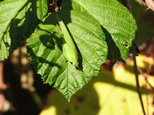 Phaneroptera nana - pontozott repülőszöcske