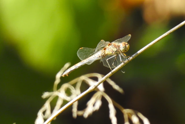 Sympetrum striolatum - harántsávos katona-szitakötő