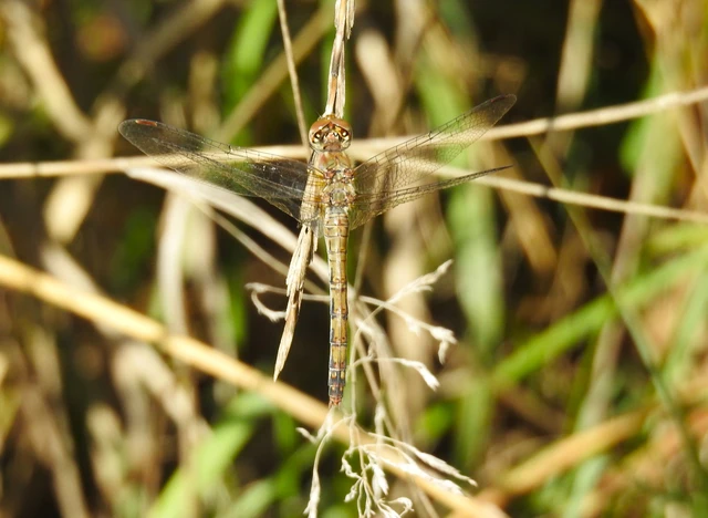 Sympetrum striolatum - harántsávos katona-szitakötő