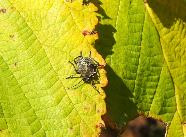 Halyomorpha halys - ázsiai márványospoloska