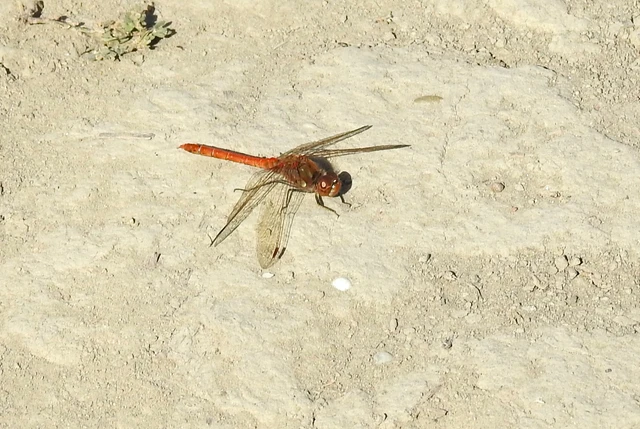 Sympetrum striolatum - harántsávos katona-szitakötő