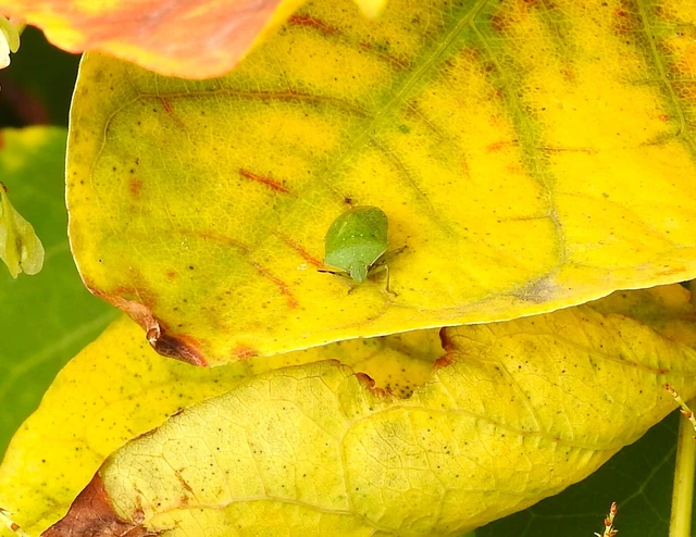 Nezara viridula - zöld vándorpoloska