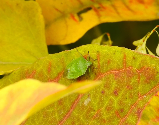 Nezara viridula - zöld vándorpoloska