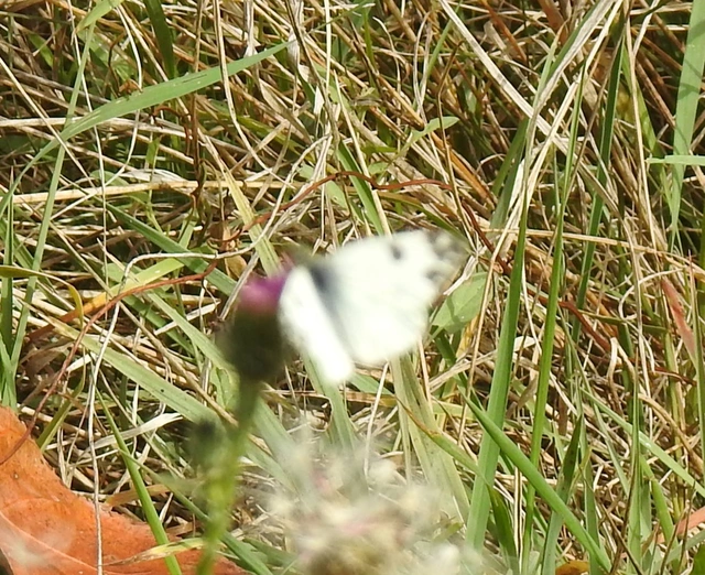 Pontia edusa - rezedalepke