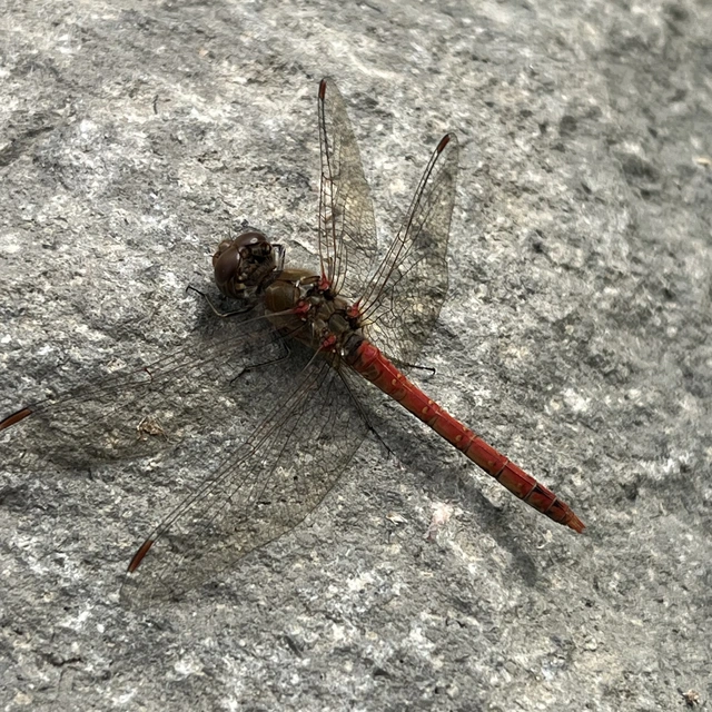 Sympetrum striolatum - harántsávos katona-szitakötő