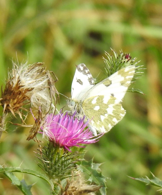 Pontia edusa - rezedalepke