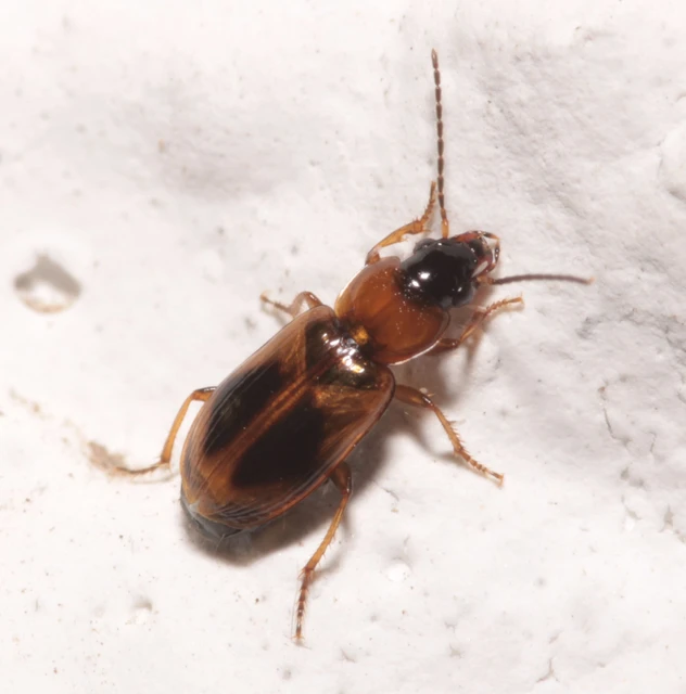 Acupalpus elegans - pompás törpefutonc