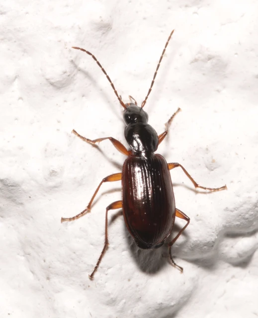 Agonum thoreyi - hosszúnyakú kisfutó Agonum thoreyi - hosszúnyakú kisfutó