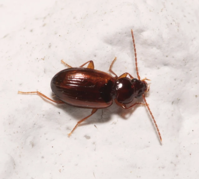 Trechus quadristriatus - közönséges fürgefutonc