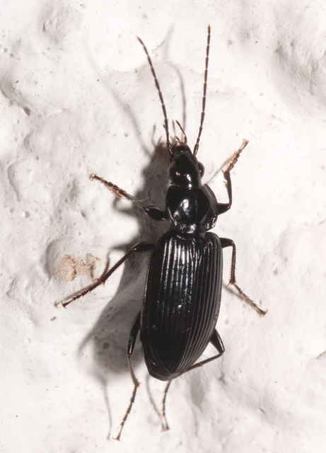 Agonum Agonum