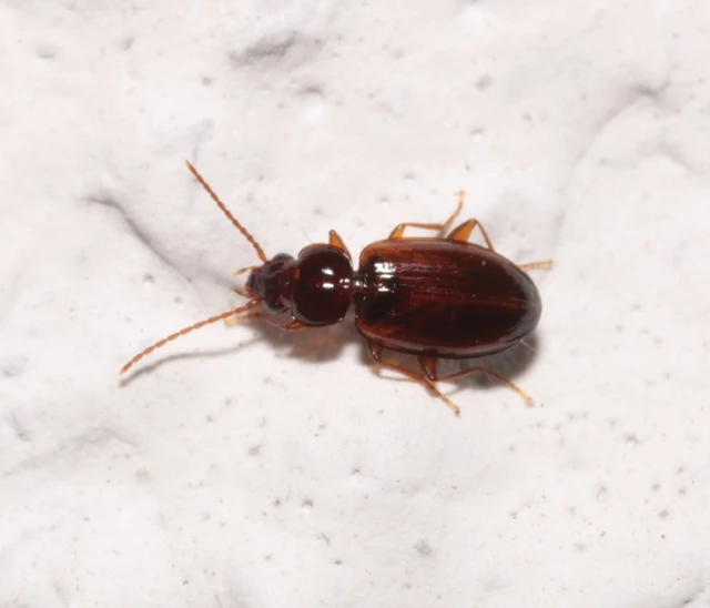 Trechus quadristriatus - közönséges fürgefutonc