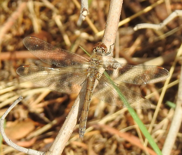 Sympetrum striolatum - harántsávos katona-szitakötő