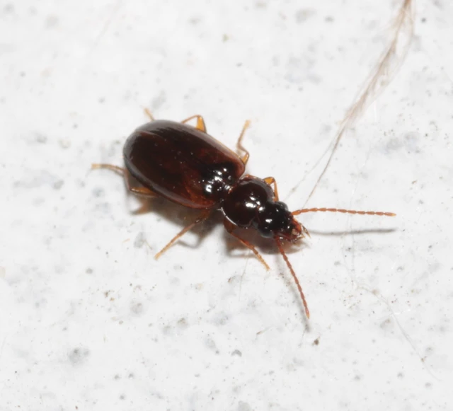 Trechus quadristriatus - közönséges fürgefutonc