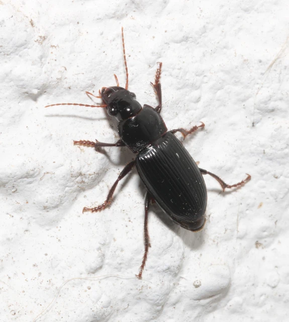 Harpalus calceatus - csupasz selymesfutó