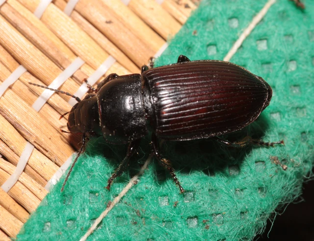 Anisodactylus signatus - nagy homlokjegyesfutó